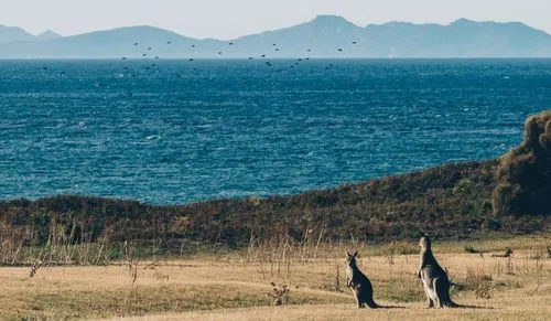 Tasmania